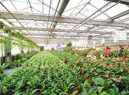 花卉溫室（shì）通風應用